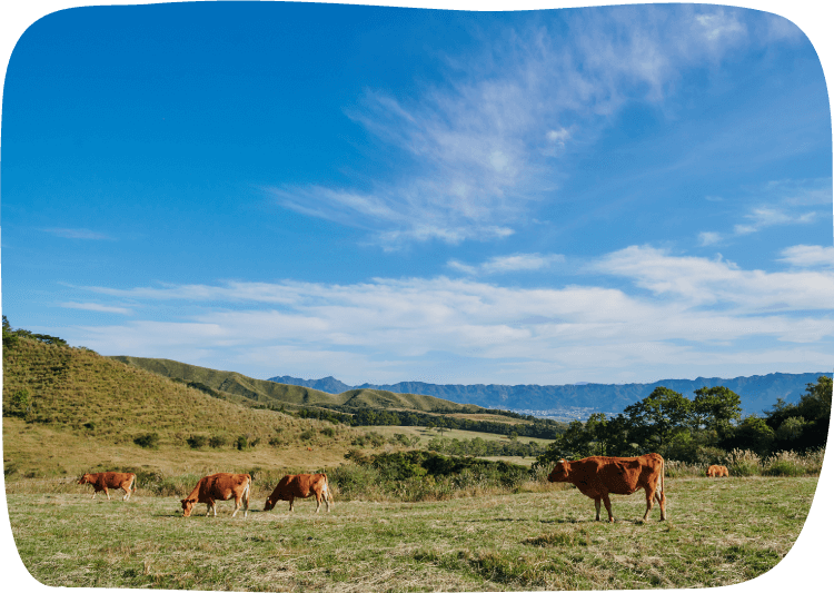 熊本 阿蘇の大自然で放牧中のたくさんの牛たち