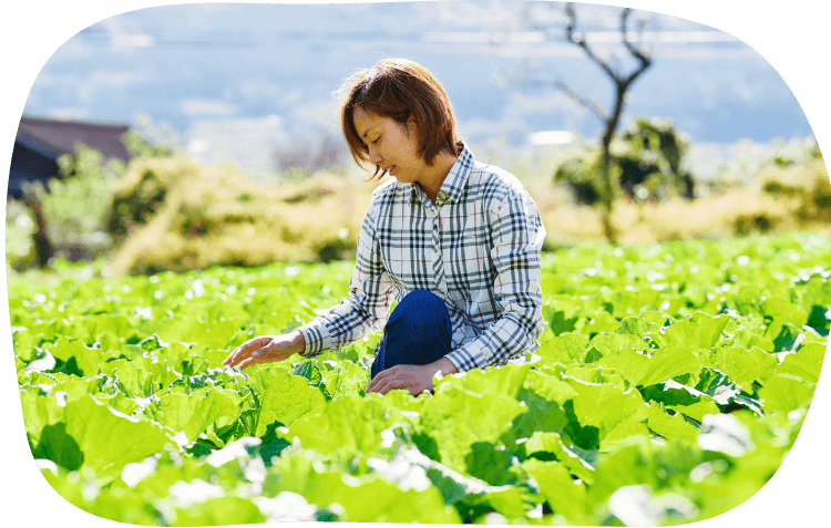 熊本 阿蘇の大自然がもたらした畑での収穫体験